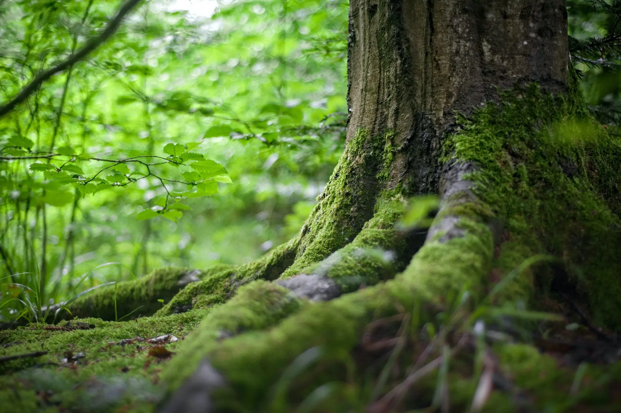 Approvato il 5°Rapporto sul capitale naturale, tra opportunità e criticità