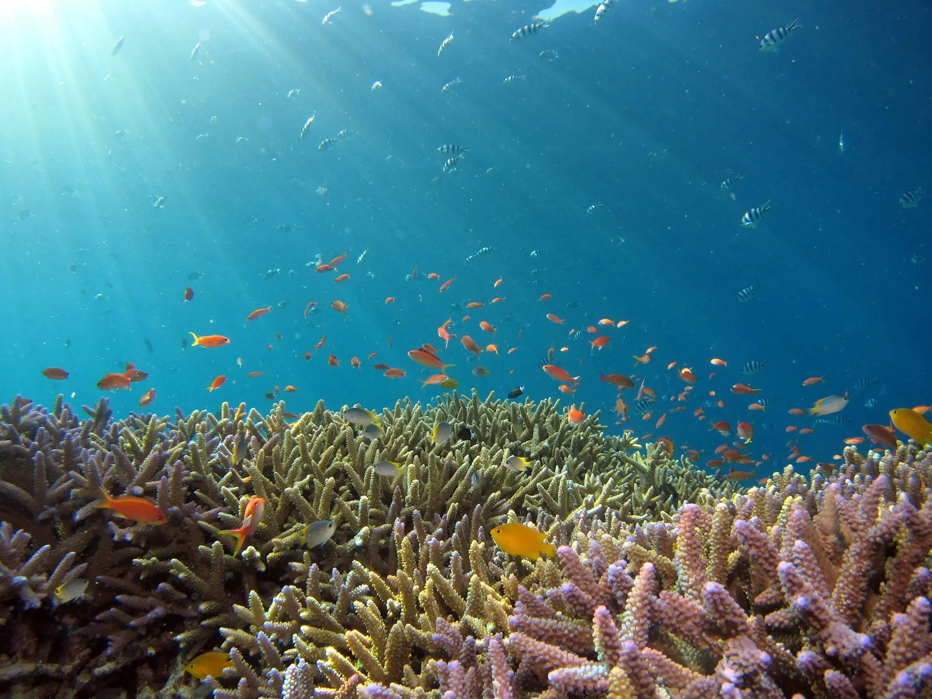 Conferenza ONU Oceano 2025: a Nizza si alza la voce del mondo per proteggere l’Oceano