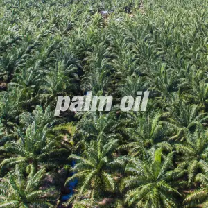 Lanciata la campagna europea #NotInMyTank, contro l’olio di palma nel biodiesel